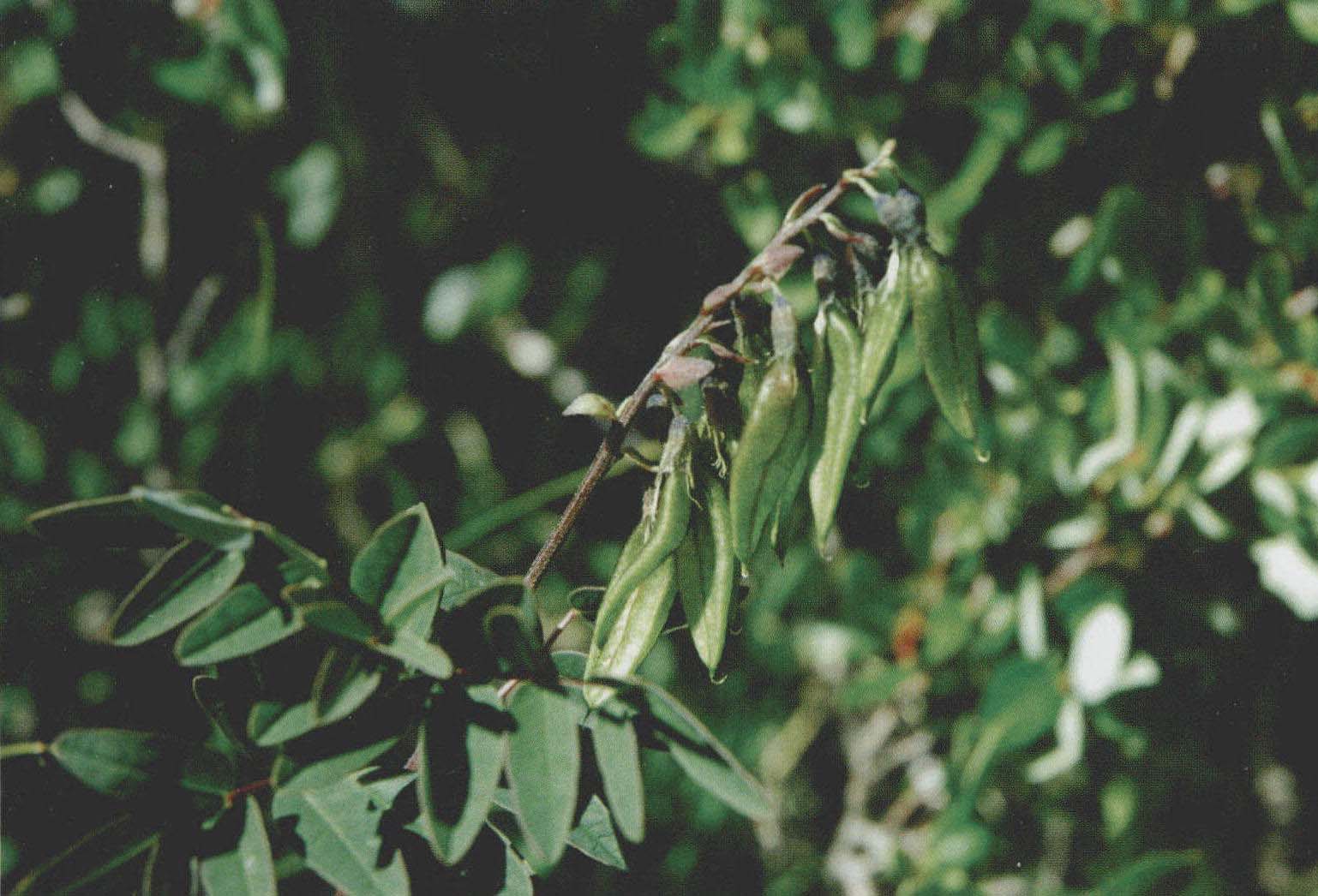 膜荚黄芪